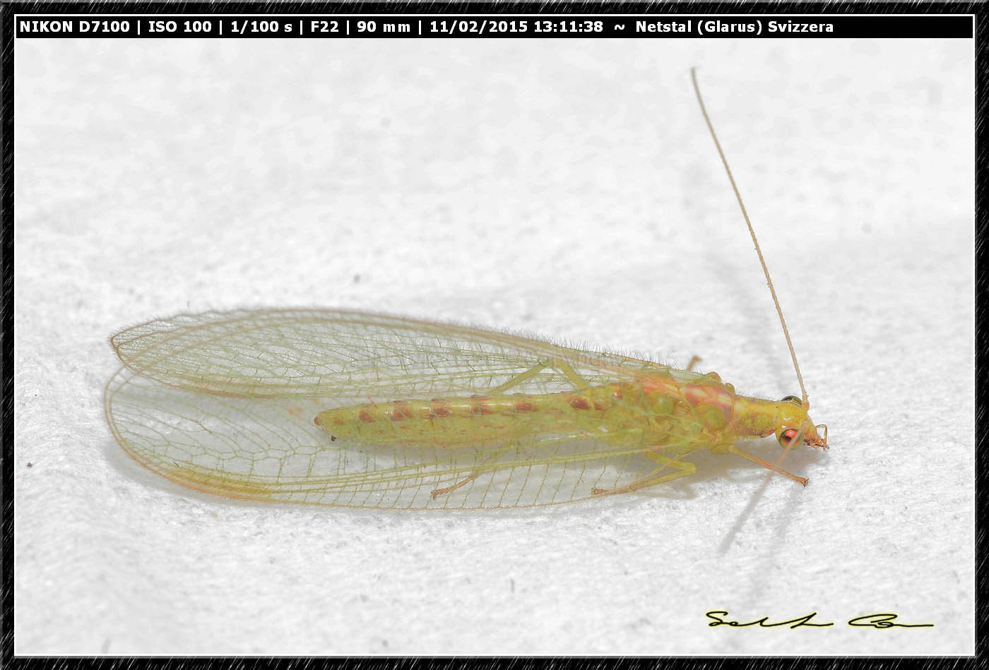Chrysopidae